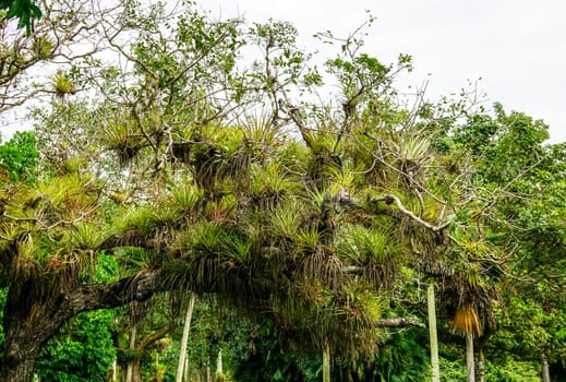 tree with parasitic plants in tropical forest