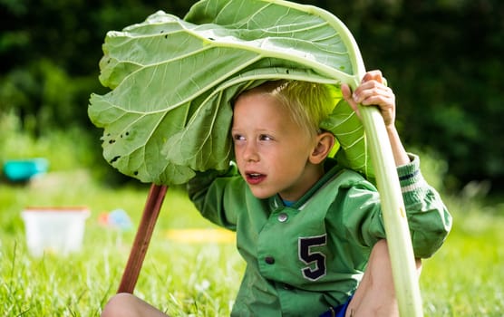 A little preschool boy who has harvest a great bunch of rhubarb in the garden on a sunny spring day. He wears a green jacket