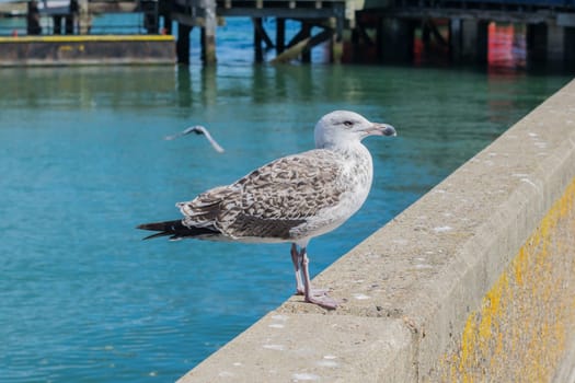 Young herring gull standing on a harbour wall