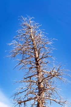 Huge dead tree and blue sky in Yellowstone National Park