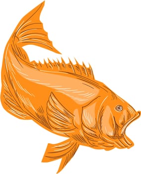 Drawing sketch style illustration of a largemouth bass fish diving viewed from the side set on isolated white background.
