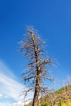Huge dead tree towering over the landscape in Yellowstone National Park