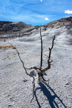 Dead tree in a hostile environment at Mammoth Hot Springs in Yellowstone National Park