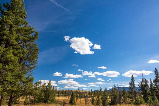 Beautiful landscape with blue sky and white fluffy clouds in Yellowstone National Park