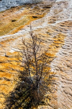 Dead lifeless tree in a travertine terrace in Mammoth Hot Springs in Yellowstone National Park