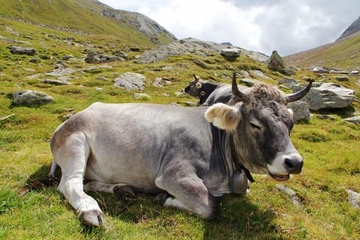 A relaxed Tyrolean grey cattle in the mountains. A grey cattle enjoy the summer on the Alpe