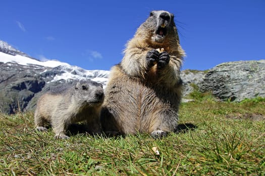 Marmot family in the mountains. A female marmot with a young