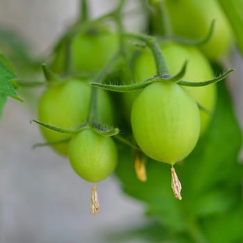 green tomatoes abstract macro