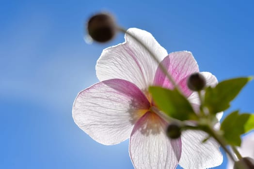 Flower background Summer pink abstract light Sunshine macro