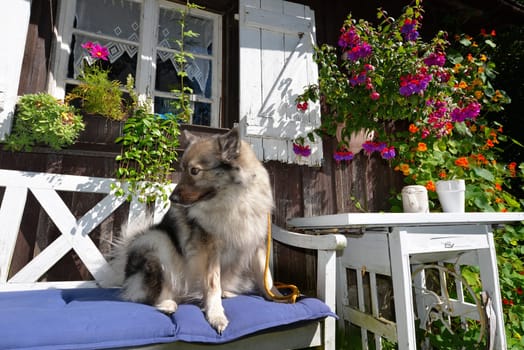 Garden hut in summer with lots of flowers