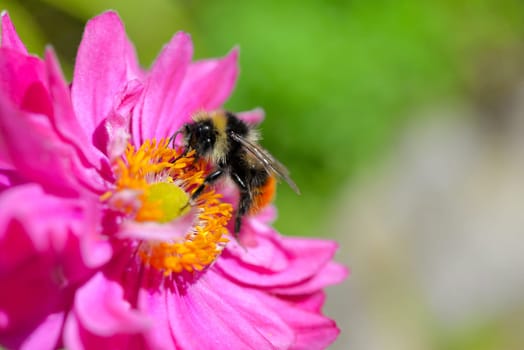 Flower background Summer pink abstract light Sunshine macro
