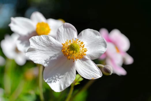Flower background Summer pink abstract light Sunshine macro