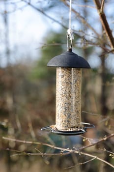 one bird feeder hangs in the three and wait for the bird to come