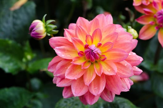 one lovely flower in the family dahlia the name is My Beverly