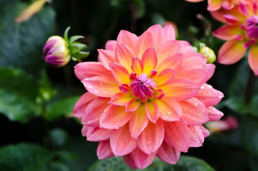 one lovely flower in the family dahlia the name is My Beverly