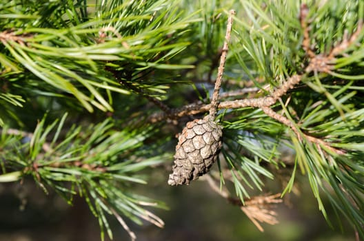 one lonely pinecone in the three behind the green needless