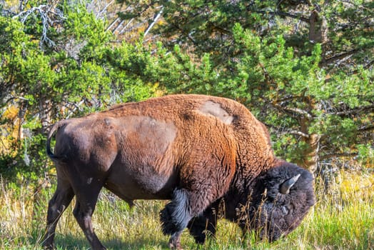 American bison in a forest in Yellowstone National Park
