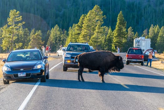 YELLOWSTONE NATIONAL PARK, WY - SEPTEMBER 10:  Tourists stop on road in Yellowstone National Park to look at a bison on September 10, 2015