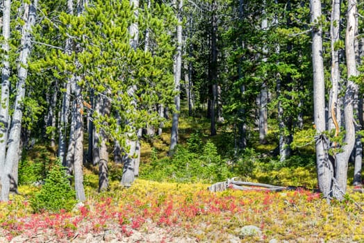 Red flowers and thick green forest in Yellowstone National Park