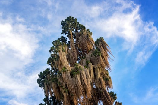 Tall moss covered tree with a beautiful sky in Villa de Leyva, Colombia