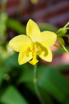 Beautiful yellow flower on tree of Ground Orchid or Spathoglottis Kimballiana