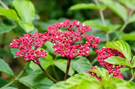 Beautiful small red flowers on shrub of Leea Rubra or Red Leea plant