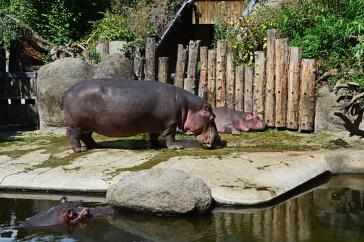 Hippo family