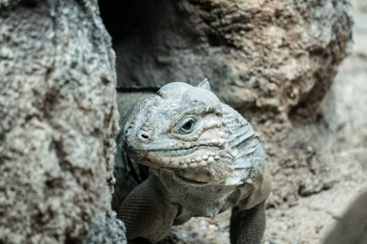 One Rhinoceros Iguana hiding behind the rocks