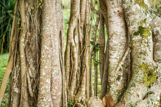 Banyan tree growing in the tropical Cuba