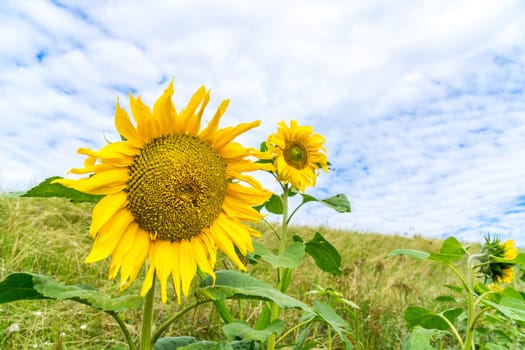 Sunflowers in full bloom in the sunshine