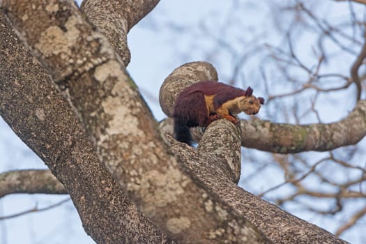 Indian Giant Squirrel in a tree in Nagarhole National Park in India