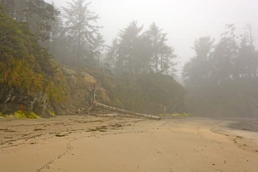 Morning Fog on Lighthouse Beach near Charleston, Oregon