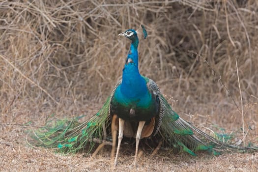 Peacock in the Forest in Nagarhole National Park in India