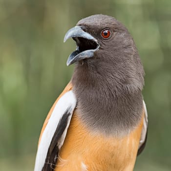 Wandering Tree Elster (Dendrocitta vagabunda) - adult bird,in Ranthambore National Park,Rajasthan,India