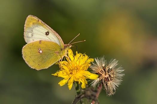 High moorling on autumn dandelions