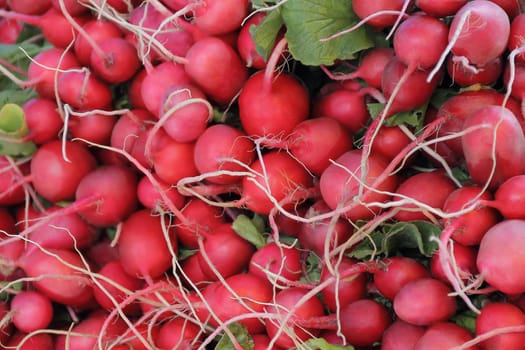 Image of background fresh radish and foliage