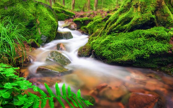 Clear water flows through moss-covered forest floor
