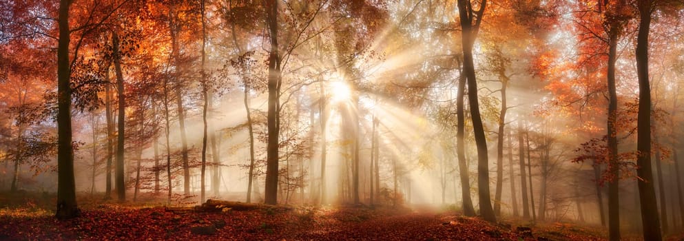 Rays of sunlight in a misty forest in autumn,a panorama with magical atmosphere and warm colors