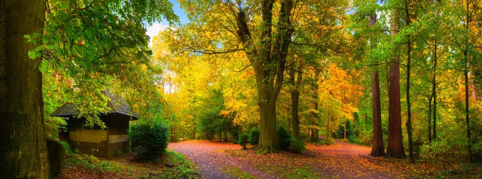 Picturesquely colourful autumn in a beautiful nature park in soft light