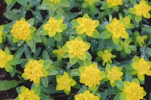 Summer image of yellow flower on green background