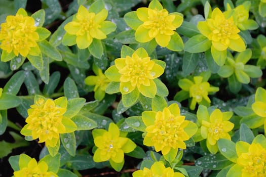Summer image of yellow flower on green background