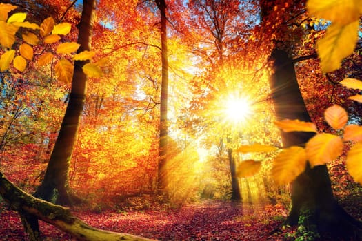 Colorful autumn scenery in a forest,with the sun casting beautiful rays of light through the red and gold foliage