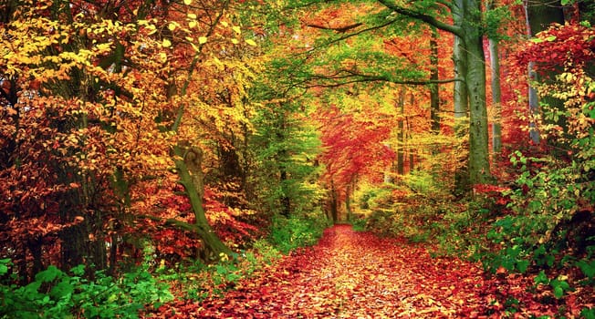 Colorful forest scenery in autumn with a path covered in leaves