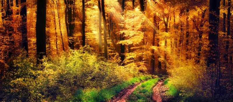 Panorama of a beautiful forest in autumn colours,with warm rays of light falling unto a path