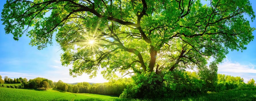 The sun shining through a majestic green oak tree on a meadow,with clear blue sky in the background,panorama format
