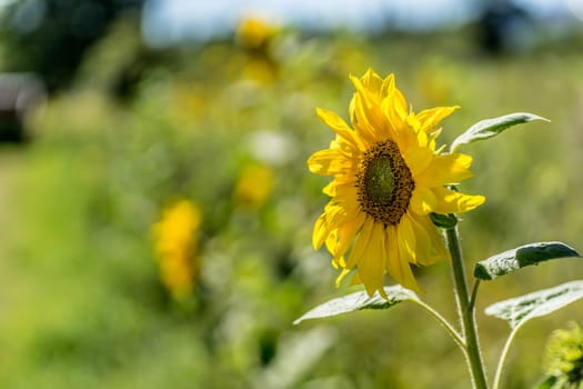 Sunflowers in full bloom in the sunshine