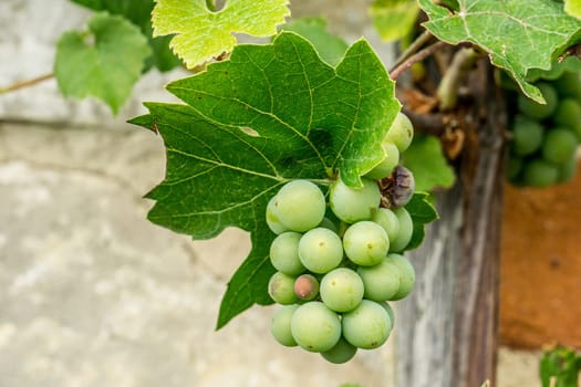 Grape clusters growing up the hot wall