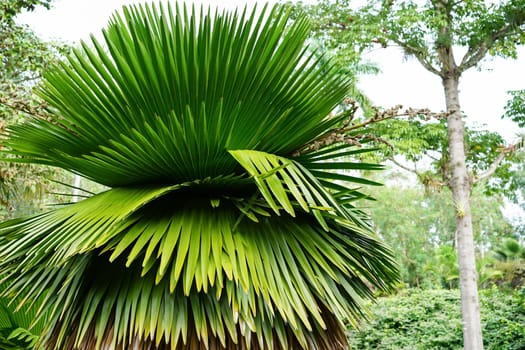 great Petticoat Palms growing in tropical Cuba