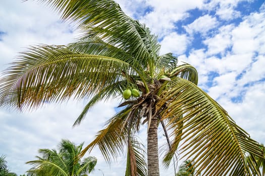 Green Royal Palms in Cuba against white clouds