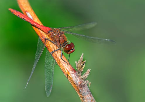 blood-red splendour